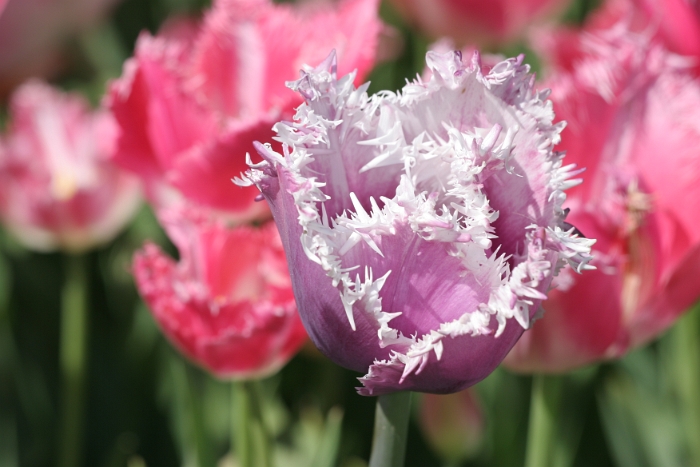 Tulipes a Morges 2007 - 033